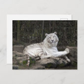 Ontspannen Bengalen Witte Tijger Fotografie Briefkaart (Voorkant / Achterkant)