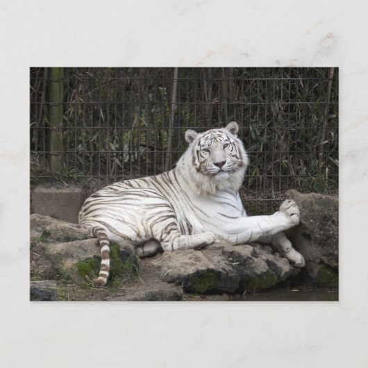 Ontspannen Bengalen Witte Tijger Fotografie Briefkaart (Voorkant)