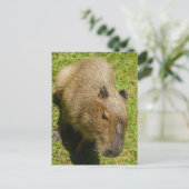 Ontspannen Capybara op groen gras Briefkaart (Staand voorkant)