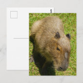 Ontspannen Capybara op groen gras Briefkaart (Voorkant / Achterkant)