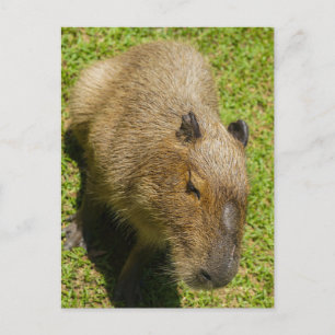Ontspannen Capybara op groen gras Briefkaart