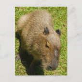 Ontspannen Capybara op groen gras Briefkaart (Voorkant)