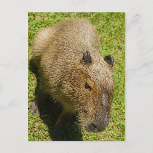 Ontspannen Capybara op groen gras Briefkaart (Voorkant)