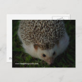 ontspannen egel briefkaart (Voorkant / Achterkant)