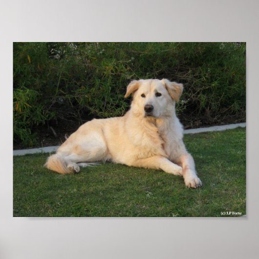 Ontspannen hond poster (Voorkant)
