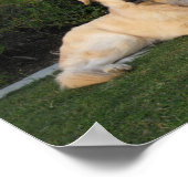 Ontspannen hond poster (Hoek)