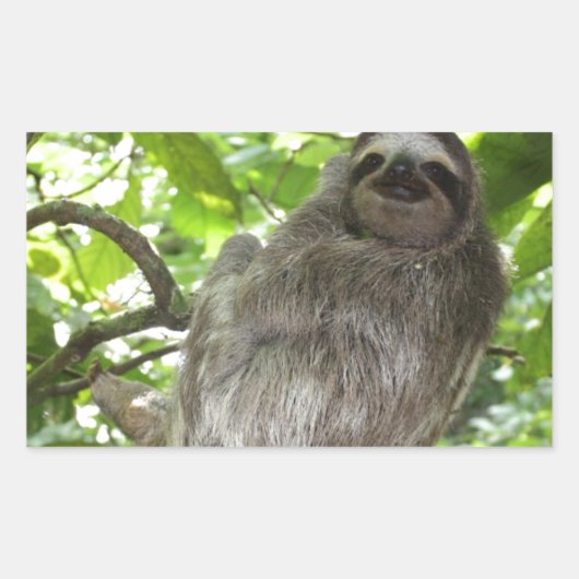 Ontspannen luiaard in de Natuur Rechthoekige Sticker (Voorkant)