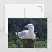 Ontspannen Zeemeeuw Rustend Op Hek Bosachtige Kust Briefkaart (Voorkant / Achterkant)