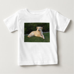 Ontspannende Hond