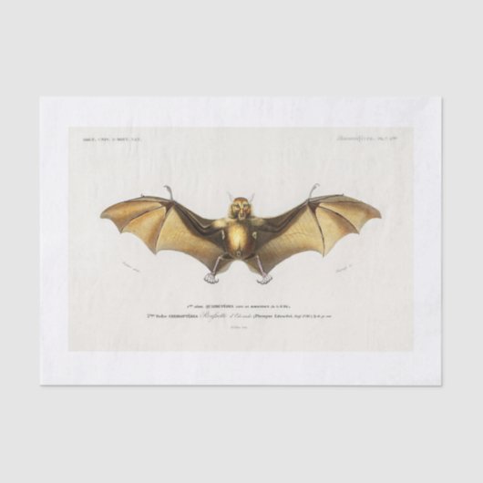 Ontvlechting van hagel tissuepapier (Voorkant)