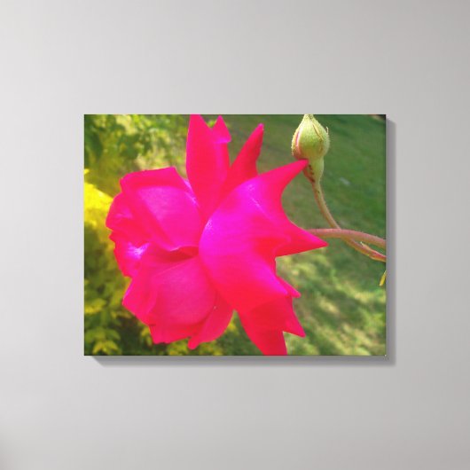 Ontvouwbare schoonheid: de rode roos en zijn knop canvas afdruk (Voorkant)