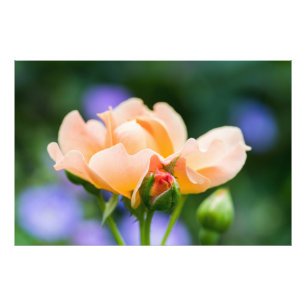 ontvouwen verlangen foto afdruk