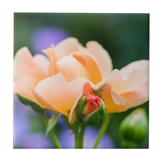 ontvouwen verlangen tegeltje (Voorkant)