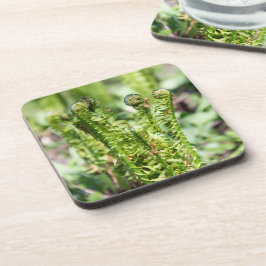 Ontwakende jonge varen in de tuin  bier onderzetter