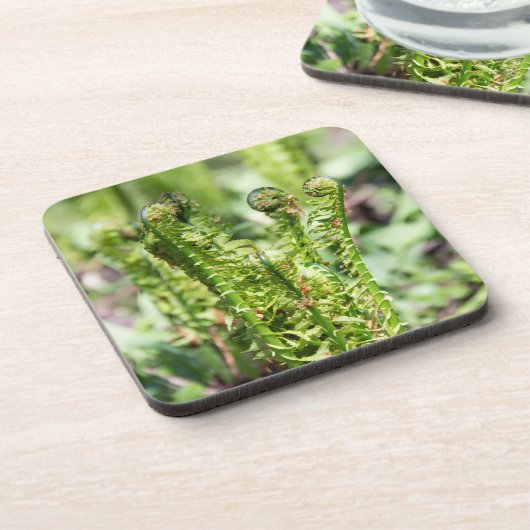 Ontwakende jonge varen in de tuin bier onderzetter (Linkerzijde)