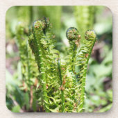 Ontwakende jonge varen in de tuin bier onderzetter (Voorkant)