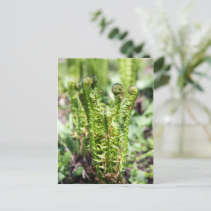 Ontwakende jonge varen in de tuin briefkaart