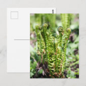 Ontwakende jonge varen in de tuin briefkaart (Voorkant / Achterkant)