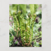 Ontwakende jonge varen in de tuin briefkaart (Voorkant)