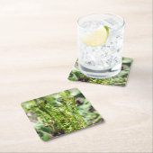 Ontwakende jonge varen in de tuin kartonnen onderzetters (Insitu)