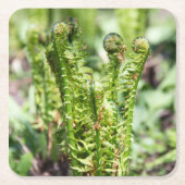 Ontwakende jonge varen in de tuin kartonnen onderzetters (Voorkant)