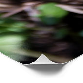 Ontwakende jonge varen in de tuin  perfect poster (Hoek)