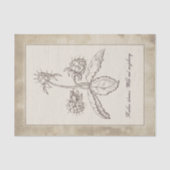  ontwatering van het  bodemvruchtendraf tissuepapier (Voorkant)