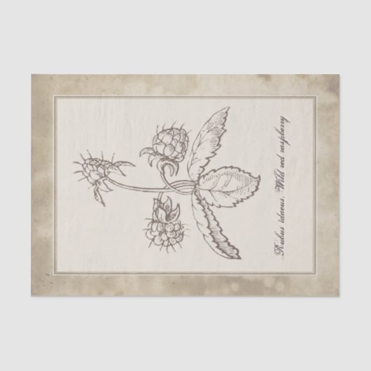  ontwatering van het  bodemvruchtendraf tissuepapier (Voorkant)