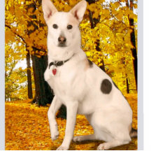 Ontwerp Aangepast acrylfotobeeldje van hoge kwalit