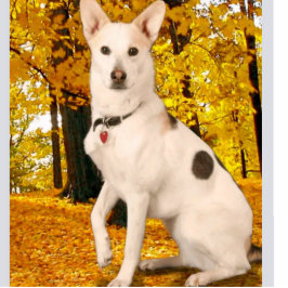 Ontwerp Aangepast acrylfotobeeldje van hoge kwalit Staand Fotobeeldje