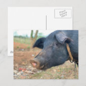 Ontwerp boerderij pingelen briefkaart (Voorkant / Achterkant)