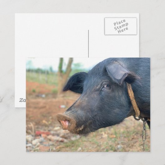 Ontwerp boerderij pingelen briefkaart (Voorkant / Achterkant)