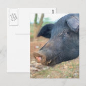 Ontwerp boerderij pingelen briefkaart (Voorkant / Achterkant)
