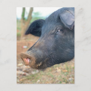 Ontwerp boerderij pingelen briefkaart
