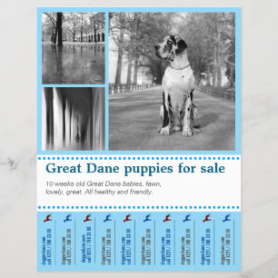 Ontwerp Flyer voor het Verkopen van Puppies