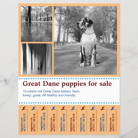 Ontwerp Flyer voor het Verkopen van Puppies (Voorkant)