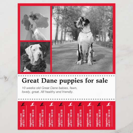 Ontwerp Flyer voor het Verkopen van Puppies (Voorkant)