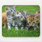 Ontwerp - Kute kittens Muismat (Voorkant)