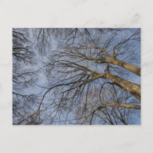 Ontwerp/patroon boomstam. Pioineer Park Briefkaart