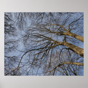 Ontwerp/patroon boomstam Pioineer Park Poster