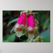 Ontwerp van de luipaard poster (Voorkant)