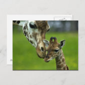 Ontwerp van Giraffe Briefkaart (Voorkant / Achterkant)