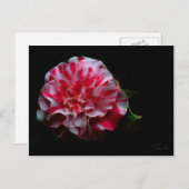 ontwerp van pepermint camellia briefkaart (Voorkant / Achterkant)