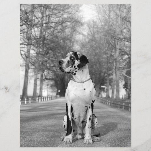 Ontwerp Verkopende Puppy Flyer (Achterkant)