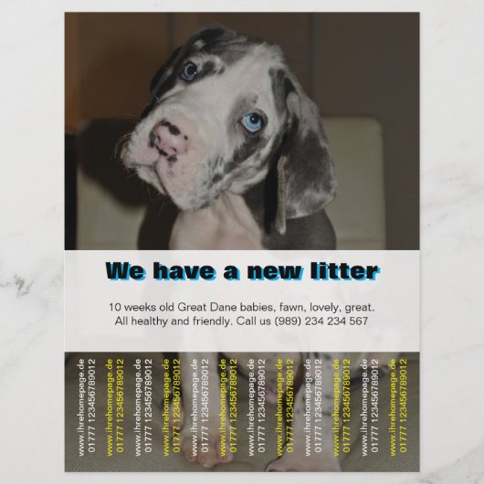 Ontwerper Puppy Verkoop Flyer (Voorkant)