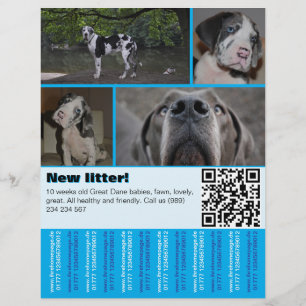 Ontwerper Puppy Verkoop Flyer 4 afbeeldingen 