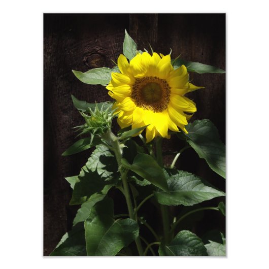 Ontwerper Reuzengele Zonnebloem op Donkere Omheini Foto Afdruk (Voorkant)