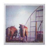 Ontwerppaarden klaar voor gebruik tegeltje (Voorkant)