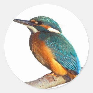 Ontwerpproducten "Kingfisher" Ronde Sticker