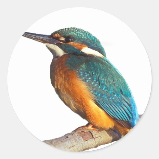 Ontwerpproducten "Kingfisher" Ronde Sticker (Voorkant)